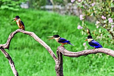 《女神异闻录》25 周年纪念特别节目 将于8月9日晚7点播出