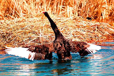 BioWare纪念《星球大战：旧共和国武士》10周年 公布4K终极HD“回归”电影级预告